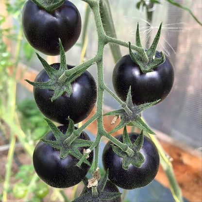 Black Tomato Seeds for Planting 20+ Seeds