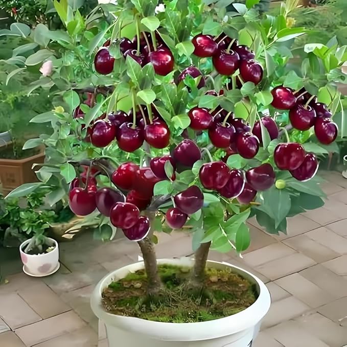 Fruit Seeds Variety Pack 1500pcs 6 Types – High Yield – 400pcs Strawberry, 200pcs Blueberry, 300pcs Raspberry, 300pcs Mulberry, 200pcs Cranberry,20 Cherry