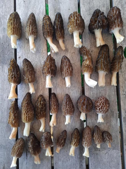 Black Morel Mushrooms Spores Mycelium Non GMO Spawn for Planting