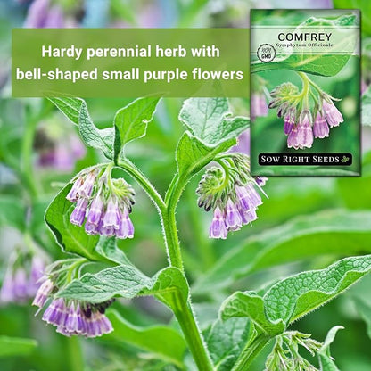 Sow Right Seeds - Comfrey Seeds for Planting - Non-GMO Heirloom Packet with Instructions to Plant an Outdoor or Indoor Herb Garden - Roots & Leaves for Home Remedies - Medicinal Salve, Oil, Tea (4)
