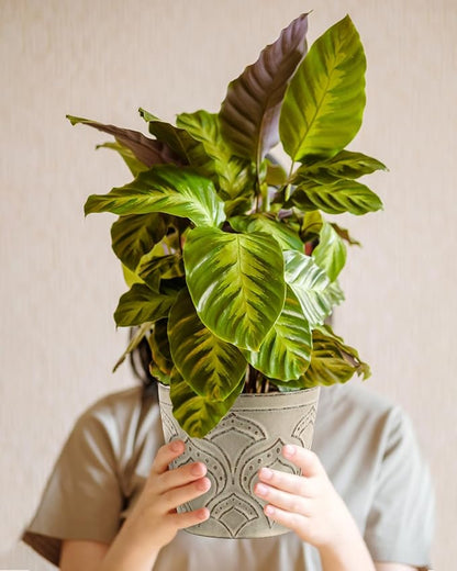 Plant Pots, Planters Pots for Indoor Plants 5.5 Inch Ceramic pots for Plant *2, Flower Pots with Drainage, Planters for Indoor Plants, Small Pots for Plant, Cement Gray