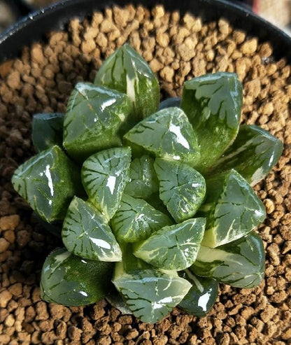Japanese Super Hard Akadama Bonsai Soil - Small Grain (6lb) | Ideal for Succulents, Orchids, Bonsai, Topsoil