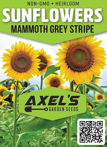 Mammoth Sunflower Seeds for Planting - Grow Giant Sun Flowers in Your Garden - Non GMO Heirloom Seeds - Full Planting Instructions for Easy Grow - Great Gardening Gifts (1 Packet)