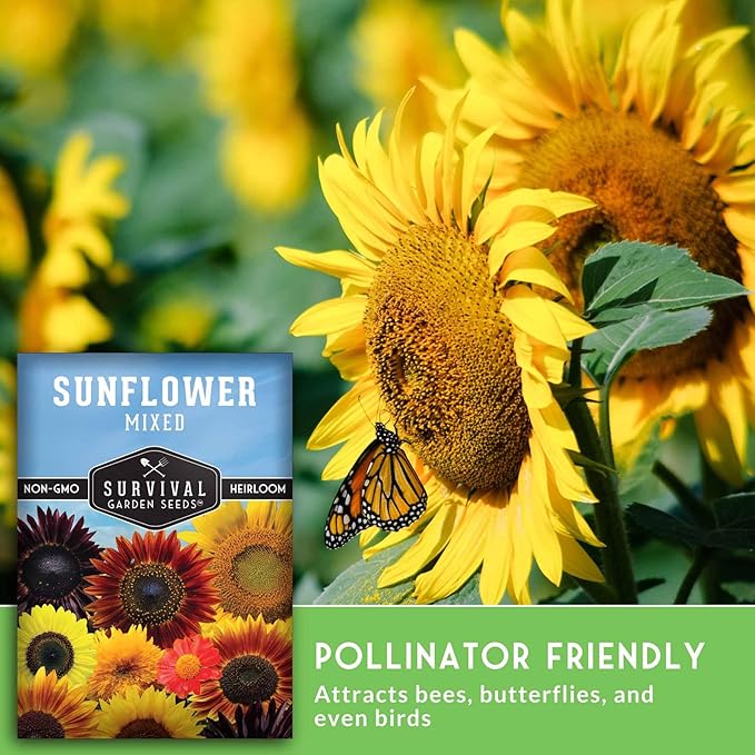 Mixed Sunflower Seeds for Planting | Colorful Blend of Heirloom Varieties for Cut Flowers & Pollinators – Heirloom Non-GMO – Survival Garden Seeds (2 Packs)