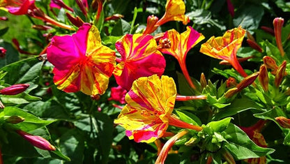 TomorrowSeeds - Marvel of Peru Four O' Clock Seeds - 100+ Count - for 2026 Planting Color Changing USA Garden Flower Broken Transform Pink White Yellow Rose Leaf Grow Your Own Home Farm Patio Healthy