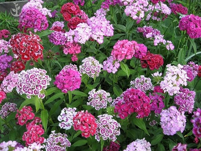 Sweet William Dianthus, Double Choice Mix, Pack of 10,000 Seeds by Seeds2Go