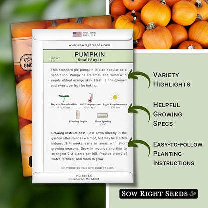 Sow Right Seeds - Small Sugar Pumpkin Seed for Planting - Non-GMO Heirloom Packet with Instructions to Plant a Home Vegetable Garden - Mini Orange Sugar Variety on Long Vines - Fast Growing (4)