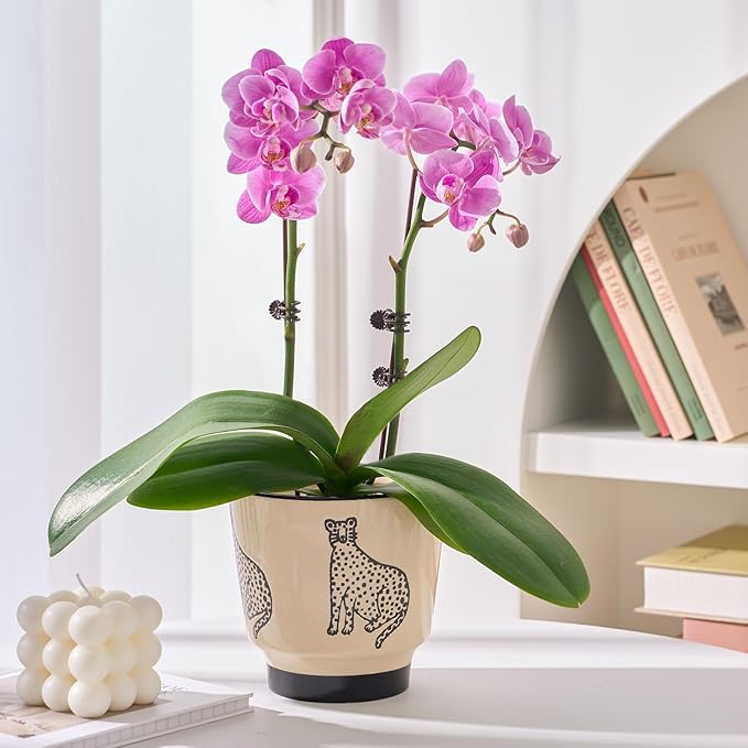 5 Inch Ceramic Planters for Indoor Plants, Funny Small Plant Pots with Drainage, Unique Decorative Cute Flower Pot Panthers Round Flowerpots