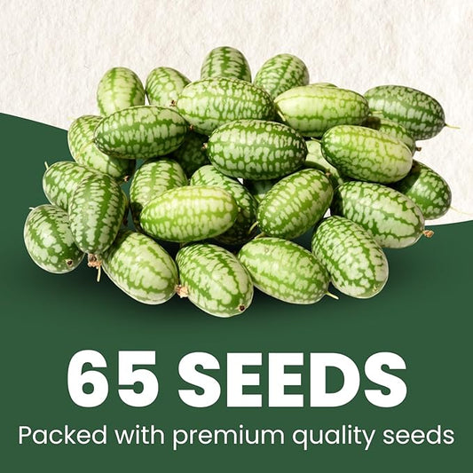 Cucamelon – 65 Premium Seeds for Planting – Mini Watermelon-Like Fruits for The 2026 Season – 200-Milligram Pouch