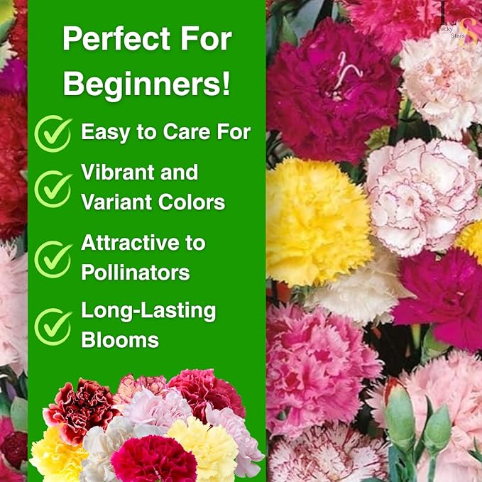 2500 Mixed Carnation Flower Seeds for Planting - AKA. Dianthus Caryophyllus Chabaud Mix Perennial