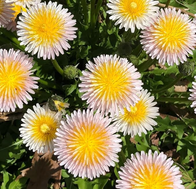 10,000+ Dandelion Seeds for Planting – Heirloom Non-GMO Taraxacum officinale, Edible Herb Seeds for Garden, Medicinal Use, Salads and Wildlife Support