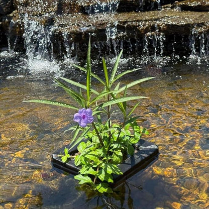 Chalily Aquatic Planting Bundle for Lily Likes, Bog Plants, Shallow Water Plant Kit Floating Island Kit Pond Water Garden Aquatic Soil Pond Plants (4qt Soil, Floating Island)