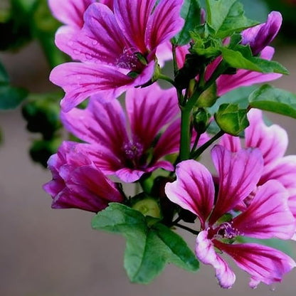 500+ Malva Seeds for Planting, Perennial Purple Malva Sylvestris Seed, Non-GMO Heirloom Mallow Flower Seeds for Home Garden Outdoor