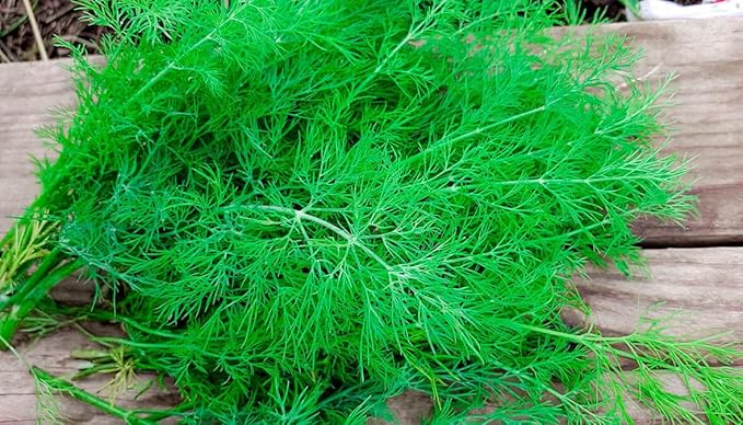 2000+ Seeds Bush Dill - Vegetable Green