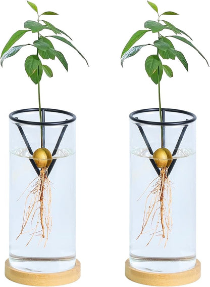 2 Pack Avocado Tree Growing Kits - Avocado Growing Vase - Avocado Seed Starter Vase Glass Plant Pot Easy Seed Sprout Starter Gift for Women Gardening Lovers Home Office (Black)