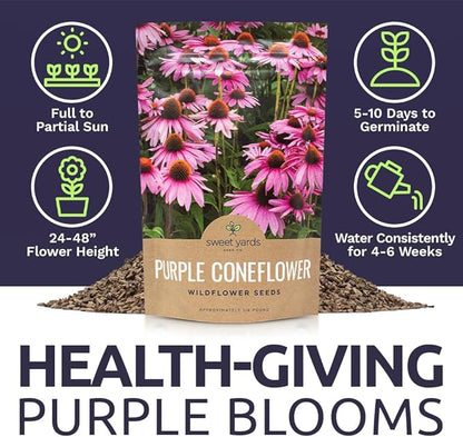 Purple Coneflower Seeds – Bulk Quarter Pound Packet – Over 12,000 Open Pollinated Non-GMO Wildflower Seeds – Echinacea purpurea