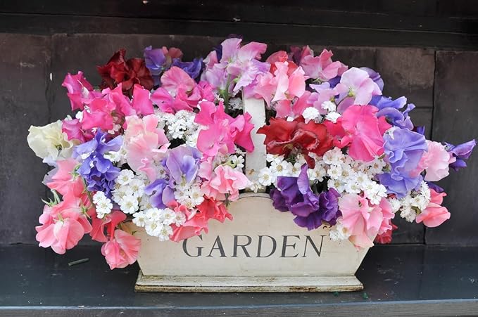 Heirloom Sweet Pea Mixed Seeds - Approximately 65 Seeds