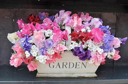 Heirloom Sweet Pea Mixed Seeds - Approximately 65 Seeds
