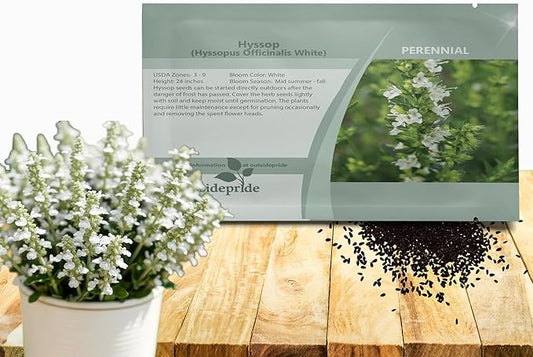 Outsidepride White Hyssop Seeds for Planting - 500 Pcs Perennial Herb Garden Seeds with Fragrant Blooms Attractive to Pollinators, for Small Gardens, Containers, & Xeriscaping