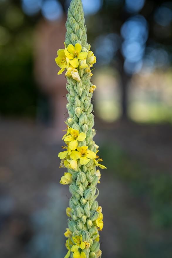 Plant Good Seed Organic Common Mullein Seeds for Planting: Medicinal Tea Herb, Yellow Flowers - 250 Seed Packet