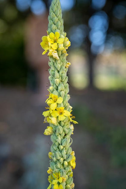 Plant Good Seed Organic Common Mullein Seeds for Planting: Medicinal Tea Herb, Yellow Flowers - 250 Seed Packet