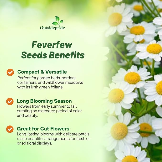 Outsidepride Feverfew Chrysanthemum Seeds - 10000 Pcs. Perennial, Drought Tolerant Flower Seeds for Planting in Pollinator Gardens, Cut Flowers & Low Maintenance Landscaping