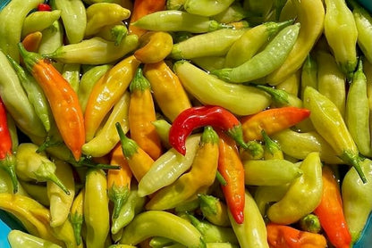 Plant Good Seed Organic Aji Amarillo Pepper Seeds for Planting: Peruvian Heirloom Chili, Orange Yellow Fruits - 30 Seed Packet