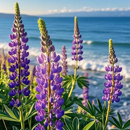 500+ PCS Russell Lupine Seeds Mix Color Wildflower Perennial Giant Lupine Seeds Colorful Plants for Planting