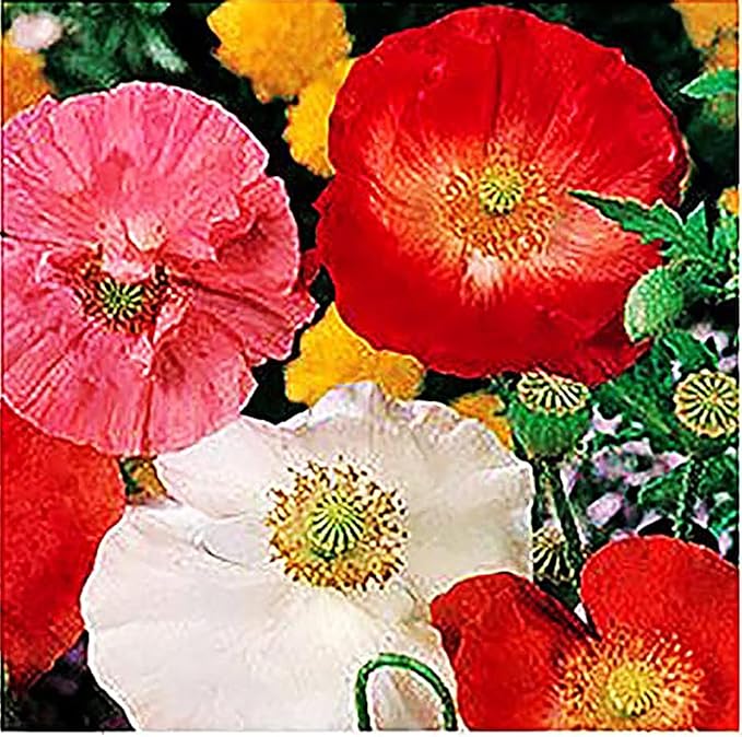 Mixed Corn Poppies - 50,000 Poppy Seeds Including Red Flanders Poppy Seed