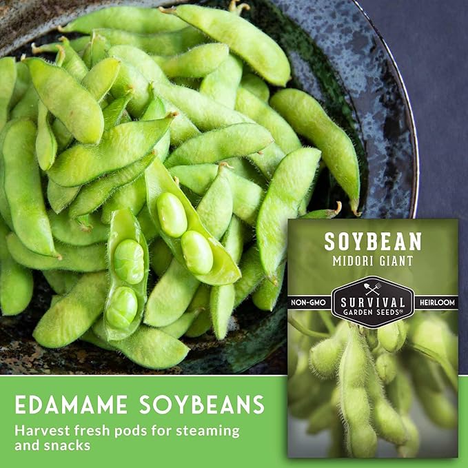 Midori Giant Soybean Seeds for Planting - Grow Protein-Rich Edamame Pods in Your Home Vegetable Garden - Non-GMO Heirloom Soy Bean - Survival Garden Seeds (2 Packs)