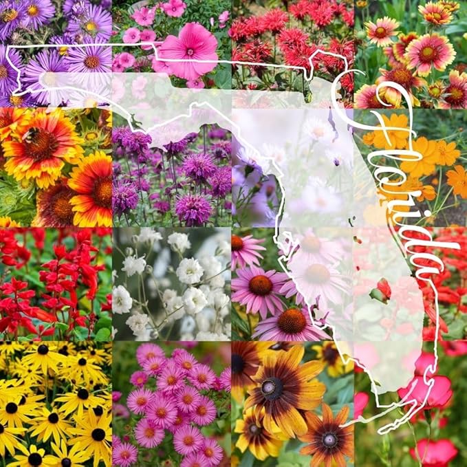Northern Florida Bulk Perennial Wildflower Seed Mix 1lb Covers 2,000sq-ft - Attract Pollinators, Multi-Color Blooms - Southeast US Species Plant in Spring/Fall, Earth-Friendly Packaging (1/2 Pound)