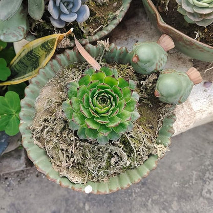 NWFashion Special Design Fun Garden 6INCH Flower Planter Succulent Pot Indoor OutdoorPlanter (Bird)