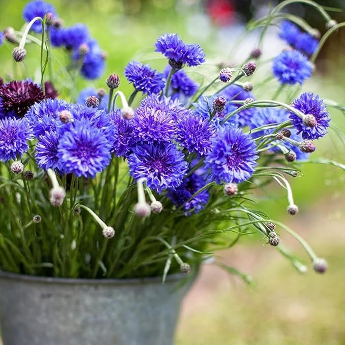 100pcs Blue Cornflower Seeds Bachelor Button Flowers Tall Cut Flower Butterflies Non-GMO Young Love
