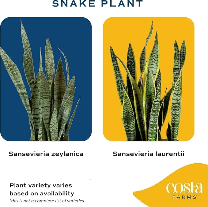 Costa Farms Snake Plant, Mother-in-Law's Tongue Live Plant in Decorative Pot, Large Easy to Maintain Indoor Succulent Houseplant, Assorted Variety, Home, Room, or Office Décor, 2-3 Feet Tall