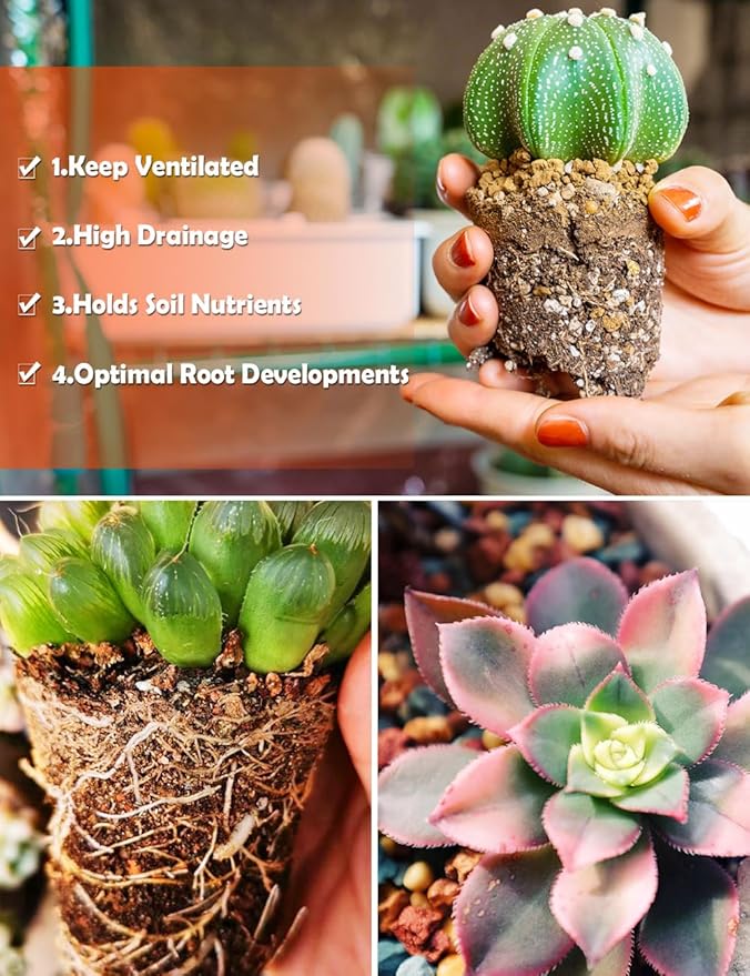 TOYPOPOR Succulent Soil, Cactus Potting Mix 2 Pounds/1 Quart, High Drainage, Pre-Mixed Ready to Use for All Succulent Varieties, Indoor Plants, Bonsai, Terrarium, Houseplant, 70% Particles 30% Soil