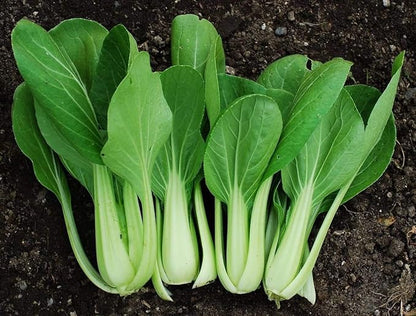 Seeds Chinese Cabbage Bok Choy - Heirloom Vegetable - GMO Free