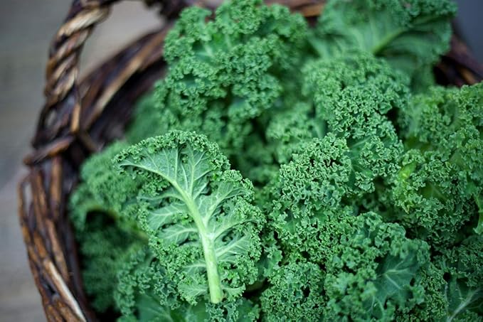 Seeds Kale Bush Dinosaur Giant Cabbage Non GMO Vegetable for Planting