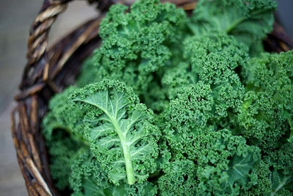 Seeds Kale Bush Dinosaur Giant Cabbage Non GMO Vegetable for Planting