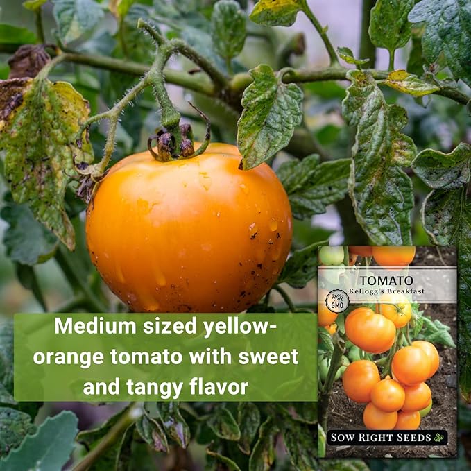 Sow Right Seeds - Kellogg’s Breakfast Tomato Seeds for Planting - Non-GMO Heirloom Packet with Instructions to Plant a Home Vegetable Garden - Beefsteak Slicer with Orange-Yellow Skin - Mild Taste (4)