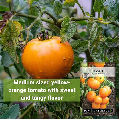 Sow Right Seeds - Kellogg’s Breakfast Tomato Seeds for Planting - Non-GMO Heirloom Packet with Instructions to Plant a Home Vegetable Garden - Beefsteak Slicer with Orange-Yellow Skin - Mild Taste (4)