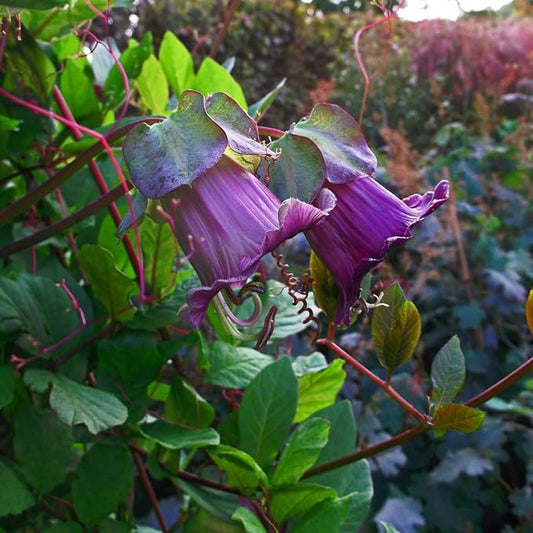 Outsidepride Violet Cobea Cup and Saucer Vine Seeds - 200 Pcs Perennial Climbing Vine Flower Seeds with Lush Foliage & Large Flowers That Attract Pollinators, for Fences, Trellises, or Walls