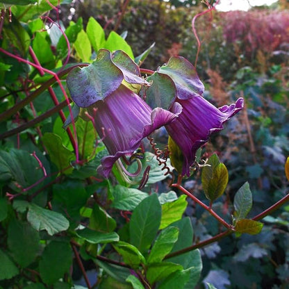 Outsidepride Violet Cobea Cup and Saucer Vine Seeds - 100 Pcs Perennial Climbing Vine Flower Seeds with Lush Foliage & Large Flowers That Attract Pollinators, for Fences, Trellises, or Walls