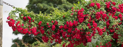 100+ Red Climbing Rose Seeds for Planting Outdoors Ornamental Climbing Flowers Rosa Bush Vine Climber Long-Blooming