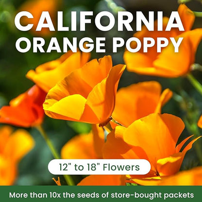 Orange California Poppy Seeds for Planting - Bulk 0.35 Ounce Packet - Over 10,000 Native Seeds - California State Flower