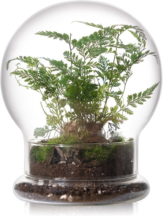 WHJY Round Glass Cloche for Indoor Plants Small Terrarium Glass Cloche with Base Mini Cloche Dome with Base for Display Home Decor