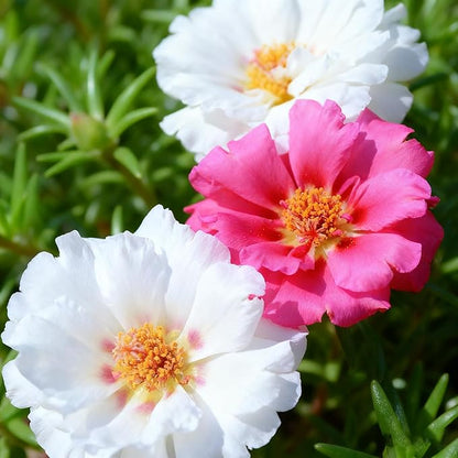 Mixed Color Portulaca Grandiflora Seeds, 10000 Double Moss Rose Seeds for Planting, Heirloom Ground Cover - Purslane Flower Seed for Outside, Beds, Yards, Flower Garden