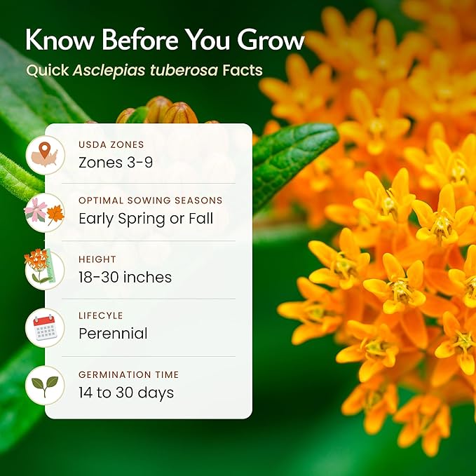 Created By Nature, Butterfly Milkweed Seeds, Orange Wildflowers for Butterfly Garden, Perennial Wildflower for Monarch Butterfly, 300 Perennial Garden Seeds, (Asclepias tuberosa)