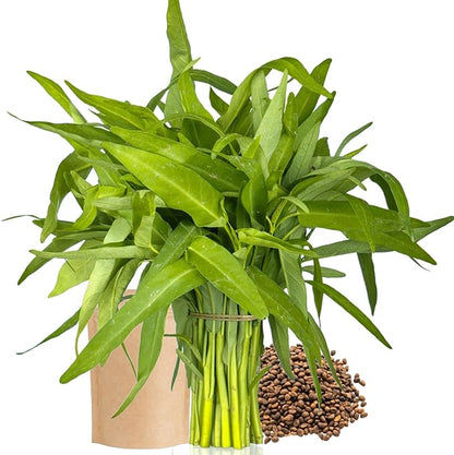 2000+ Water Spinach Seeds - Bulk Pack Kong Xin CAI Vegetable & Kangkong Seeds for Planting, Planting Guide for Easy Grow, for Container Gardening & Home Beds