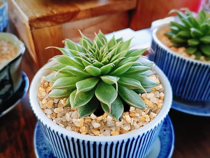1/8 inch-1/5 inch Coarse Silica Sand Stones, Boniosz 5lb Succulent and Cactus Bonsai Rocks Small Decorative Pebbles for Terrariums, Fairy Gardening, Top Dressing, and Houseplants