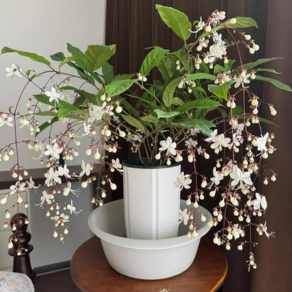 Climbing Jasmine Flower Seeds, 100 Non-GMO Jasmine Gardenia Seeds, Fragrant Flower, Climbing Flower Seed for Home Garden Outdoor, Indoor